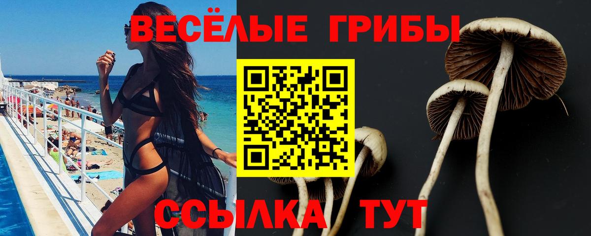 Псилоцибиновые грибы Cubensis Усинск